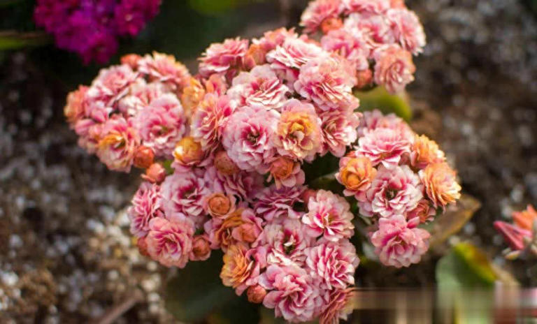 长寿花有“4怕”，避开后叶绿花繁一茬接一茬！ 