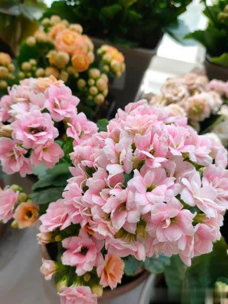 长寿花有“4怕”，避开后叶绿花繁一茬接一茬！