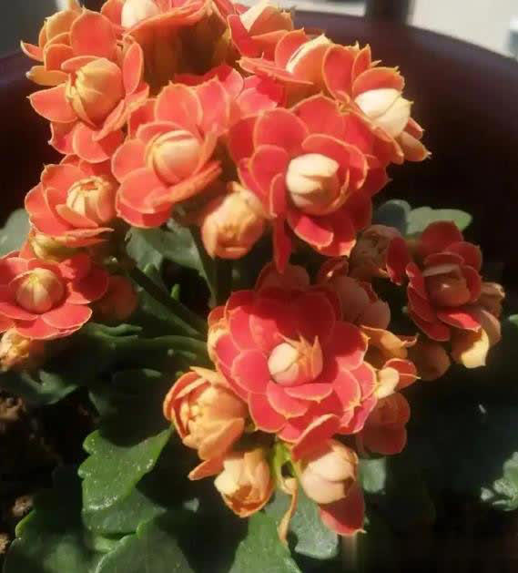 长寿花有“4怕”，避开后叶绿花繁一茬接一茬！