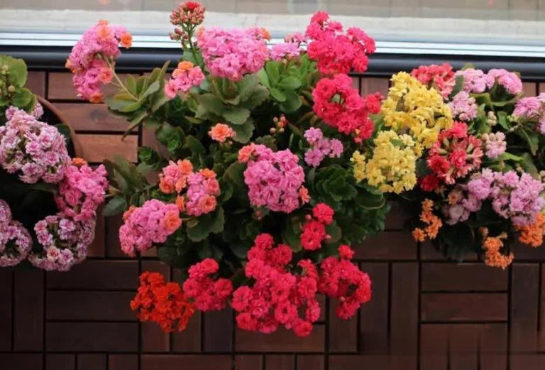 长寿花有“4怕”，避开后叶绿花繁一茬接一茬!