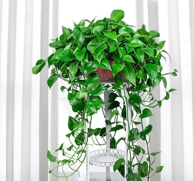 这6种花，现在赶紧施肥，晚了小心今年没花看！