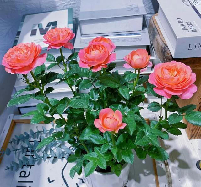 这6种花，现在赶紧施肥，晚了小心今年没花看！