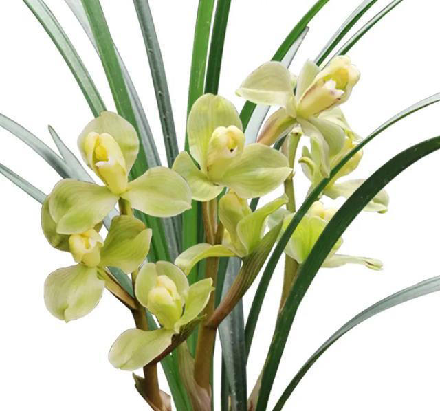 这6种花，现在赶紧施肥，晚了小心今年没花看！