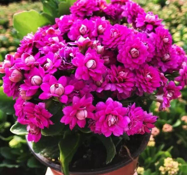 这6种花，现在赶紧施肥，晚了小心今年没花看！