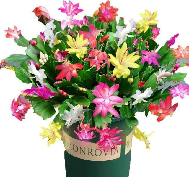 这6种花，现在赶紧施肥，晚了小心今年没花看！