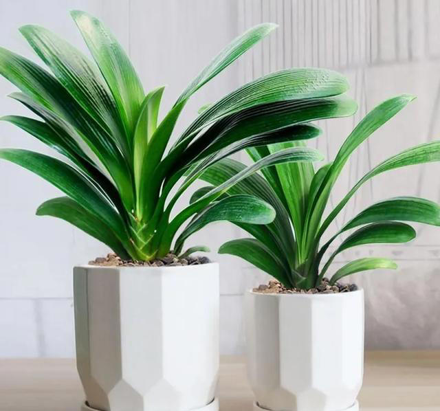 这6种花，现在赶紧施肥，晚了小心今年没花看！