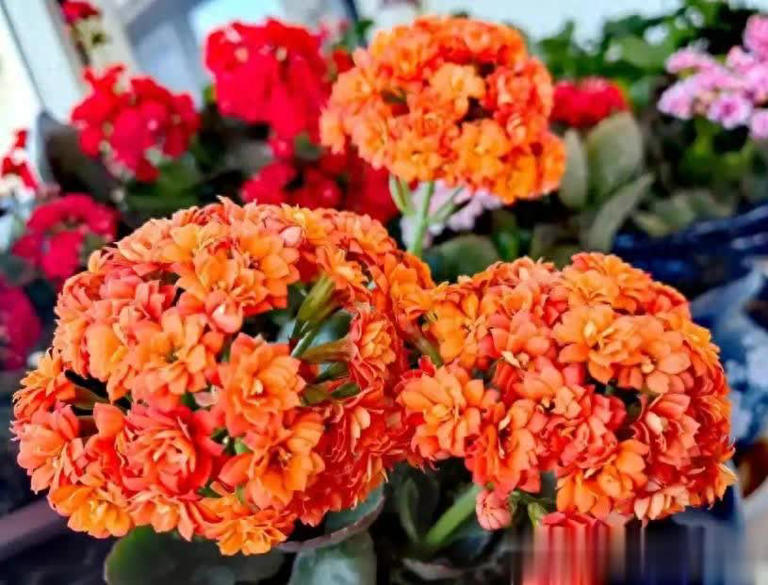 适合扦插的5种花，好养好看爱生根，当年就能赏！ 