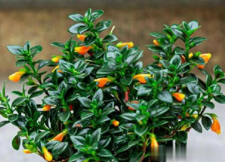 适合扦插的5种花，好养好看爱生根，当年就能赏！