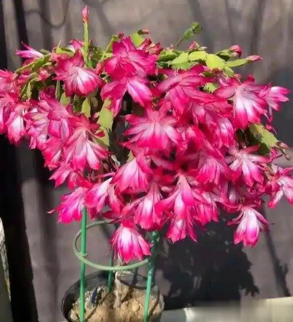 适合扦插的5种花，好养好看爱生根，当年就能赏！