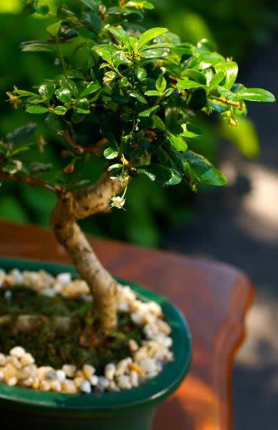 适合扦插的5种花，好养好看爱生根，当年就能赏！