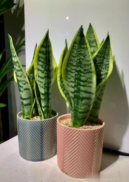 适合扦插的5种花，好养好看爱生根，当年就能赏！