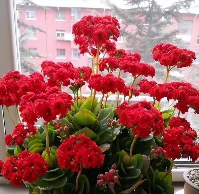 懒人养花首选此3种，耐旱、好打理，三分钟热度就能养好