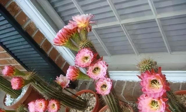 懒人养花首选此3种，耐旱、好打理，“三分钟热度”就能养好