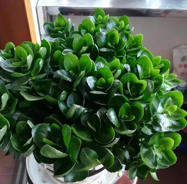 懒人养花首选此3种，耐旱、好打理，“三分钟热度”就能养好