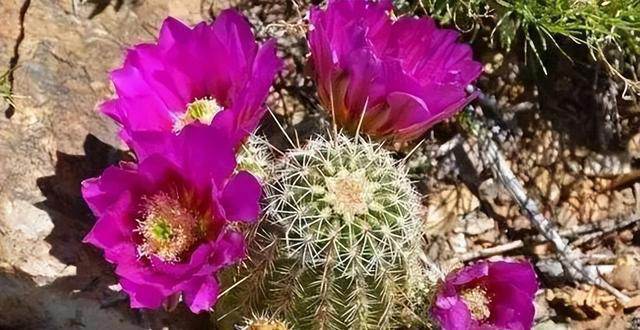 懒人养花首选此3种，耐旱、好打理，“三分钟热度”就能养好