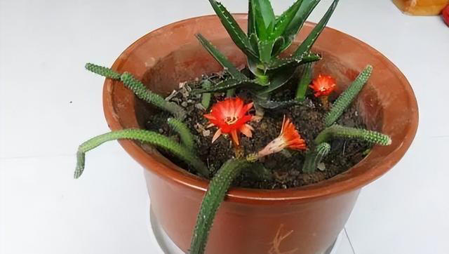 懒人养花首选此3种，耐旱、好打理，“三分钟热度”就能养好