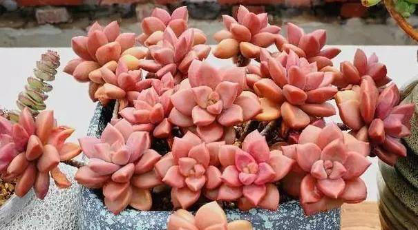 懒人养花首选此3种，耐旱、好打理，“三分钟热度”就能养好