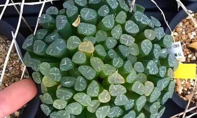 懒人养花首选此3种，耐旱、好打理，“三分钟热度”就能养好