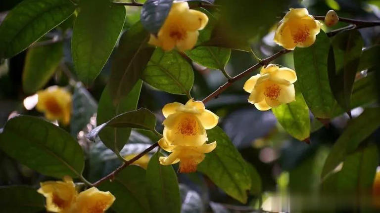 野外常见6种绝美植物，你见过几种？