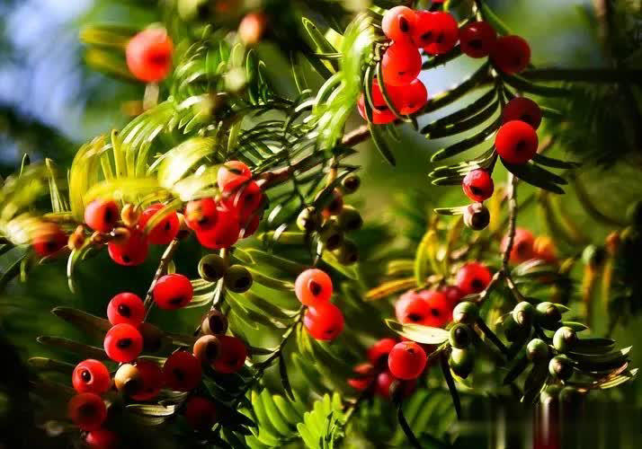 野外常见6种绝美植物，你见过几种？