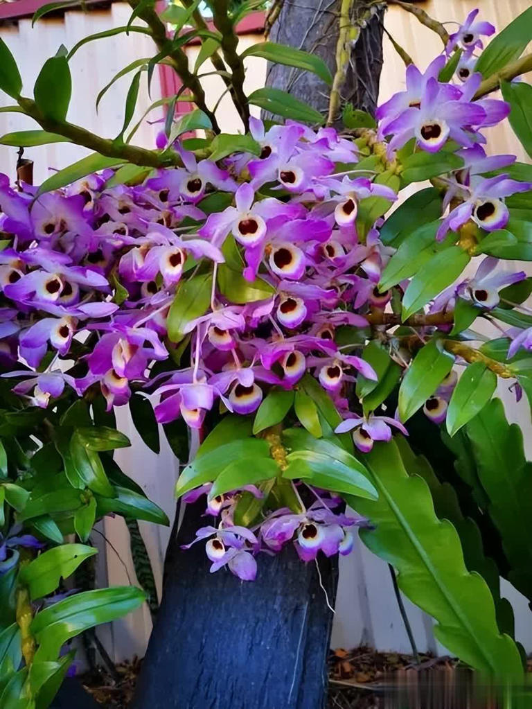 野外常见6种绝美植物，你见过几种？