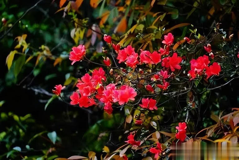 野外常见6种绝美植物，你见过几种？