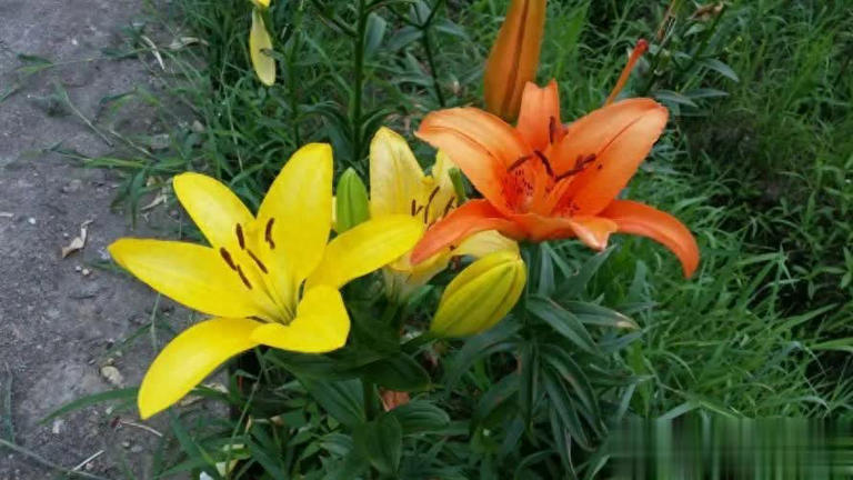 野外常见6种绝美植物，你见过几种？ 