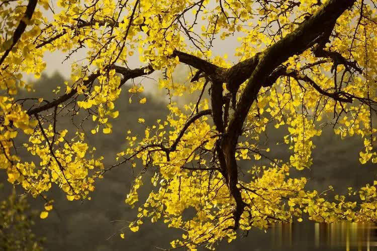 野外常见6种绝美植物，你见过几种？