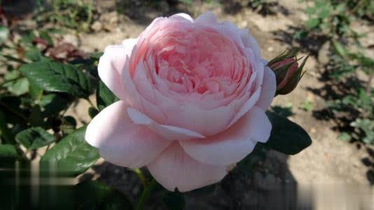 比绿萝好养、颜值赛玫瑰，花期200天，此花是阳台盆栽首选！