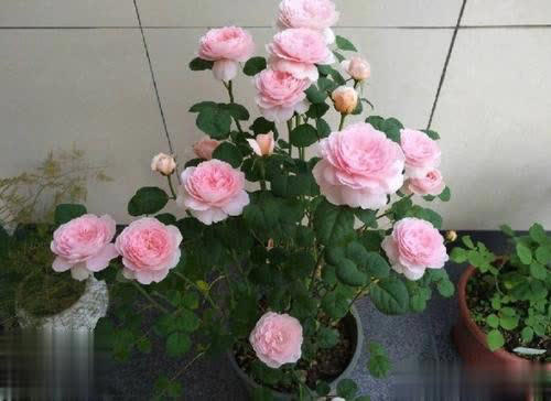 比绿萝好养、颜值赛玫瑰，花期200天，此花是阳台盆栽首选！