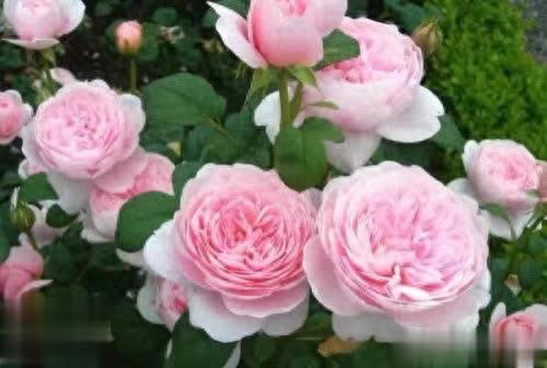 比绿萝好养、颜值赛玫瑰，花期200天，此花是阳台盆栽首选！ 