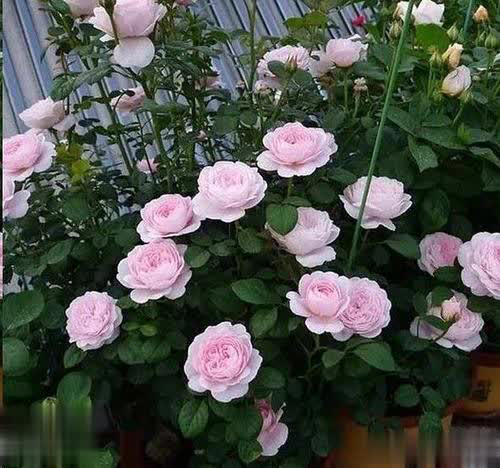 比绿萝好养、颜值赛玫瑰，花期200天，此花是阳台盆栽首选！