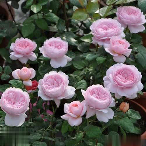 比绿萝好养、颜值赛玫瑰，花期200天，此花是阳台盆栽首选！