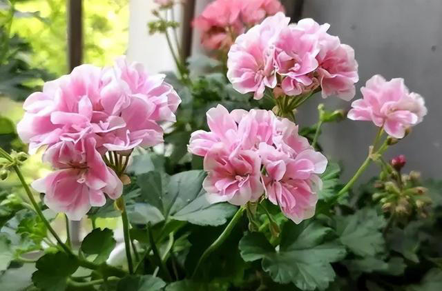 四季花开路不断！7种‘勤奋花’，好好照顾让花期永无止境！