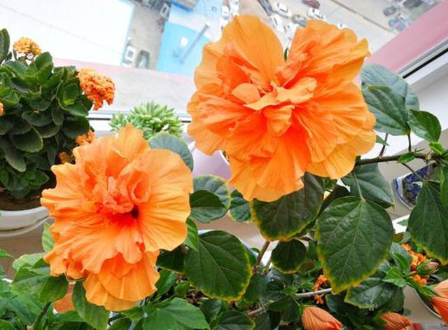 四季花开路不断！7种‘勤奋花’，好好照顾让花期永无止境！