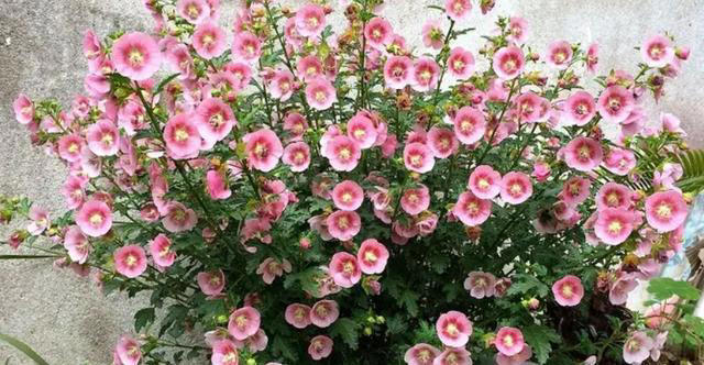 四季花开路不断！7种‘勤奋花’，好好照顾让花期永无止境！