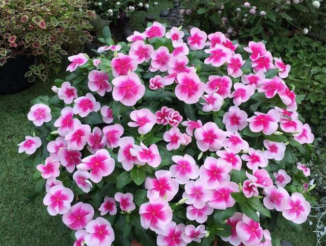 四季花开路不断！7种‘勤奋花’，好好照顾让花期永无止境！