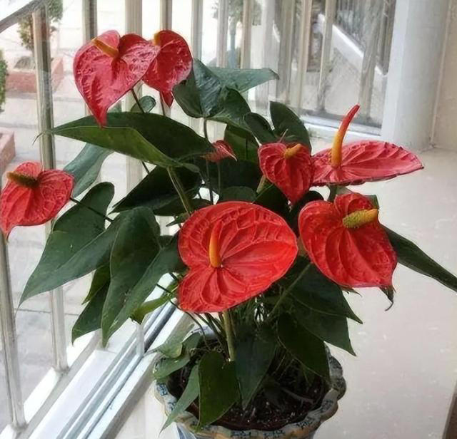 四季花开路不断！7种‘勤奋花’，好好照顾让花期永无止境！