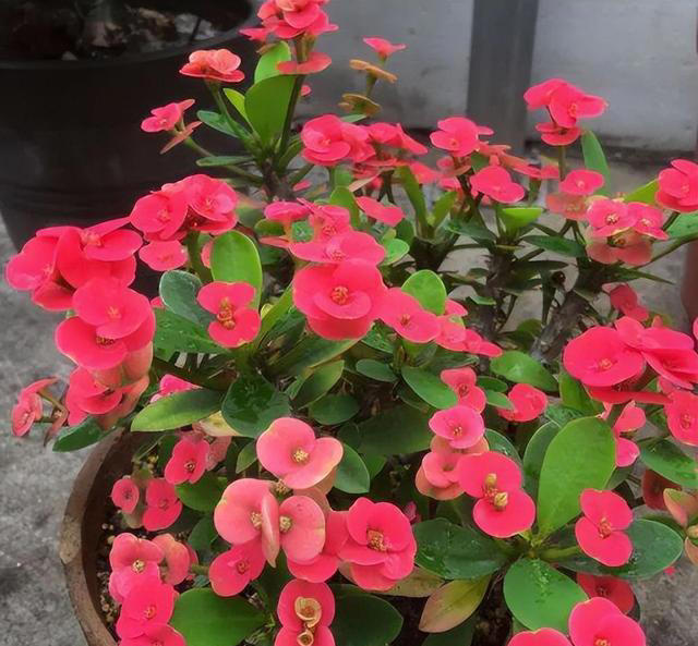 四季花开路不断！7种‘勤奋花’，好好照顾让花期永无止境！