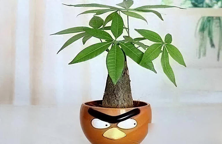 这些花必须小盆养，花盆越大越难成精品