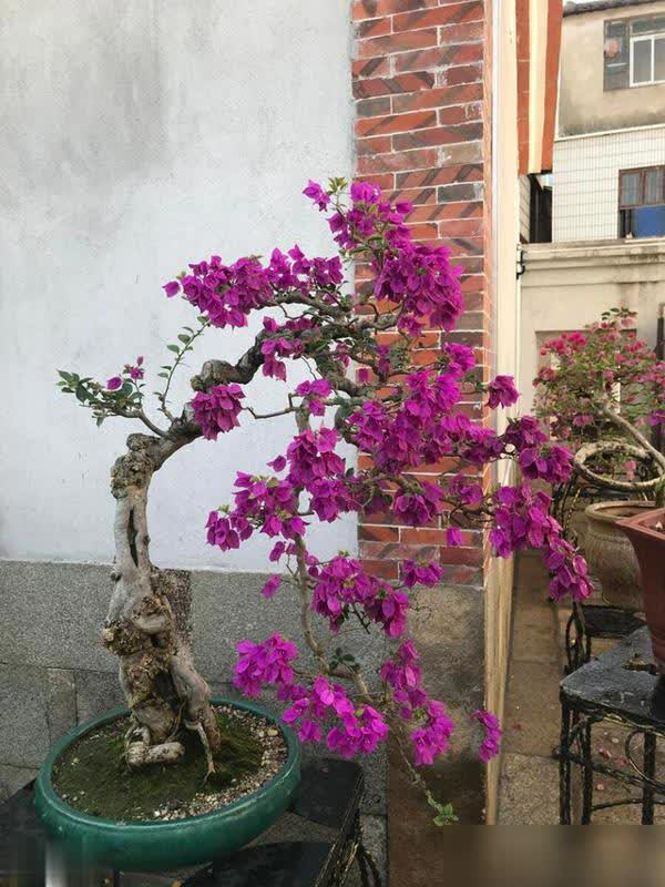 这些花必须小盆养，花盆越大越难成精品