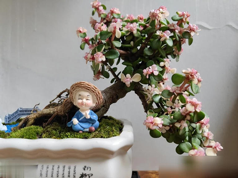 这些花必须小盆养，花盆越大越难成精品