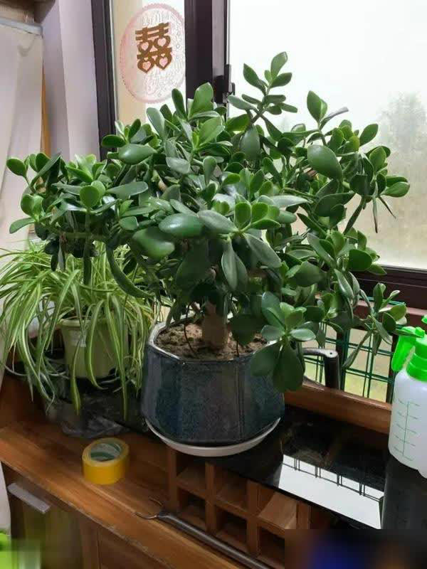 这些花必须小盆养，花盆越大越难成精品