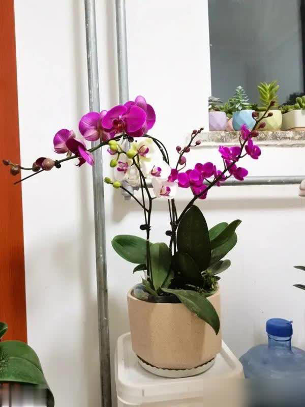 这些花必须小盆养，花盆越大越难成精品