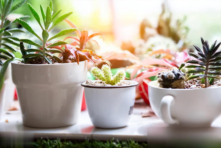 这些花必须小盆养，花盆越大越难成精品