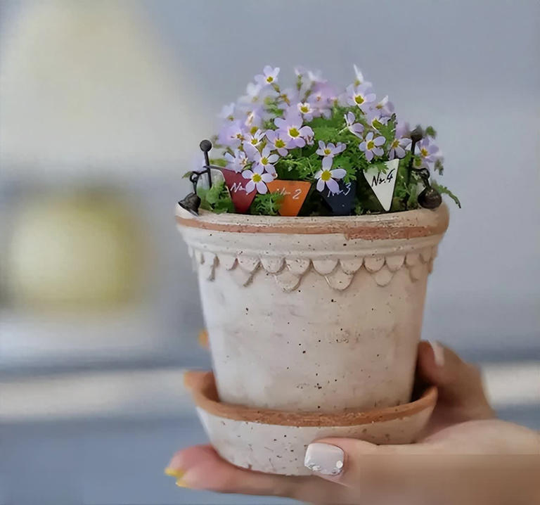 这些花必须小盆养，花盆越大越难成精品