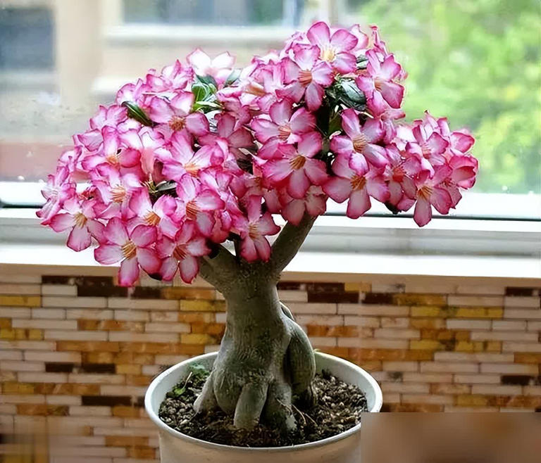 这些花必须小盆养，花盆越大越难成精品