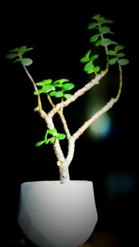 这些花必须小盆养，花盆越大越难成精品