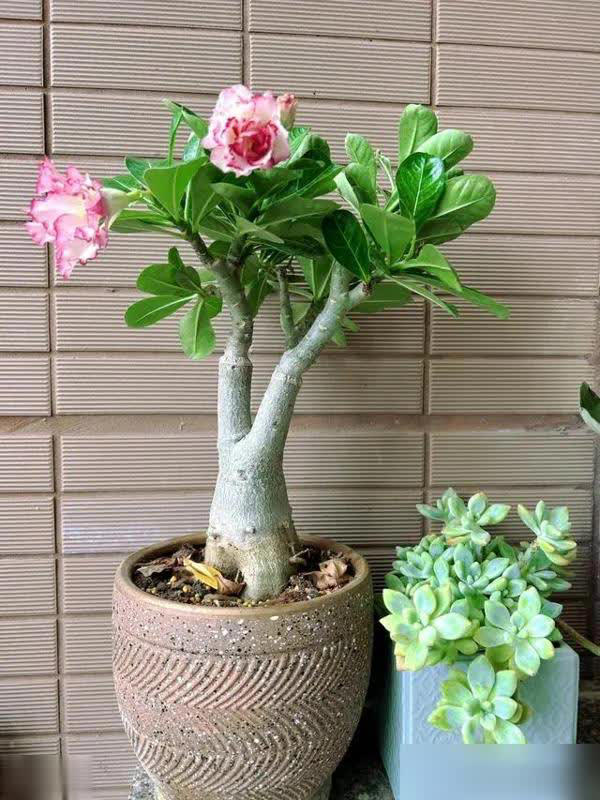 这些花必须小盆养，花盆越大越难成精品