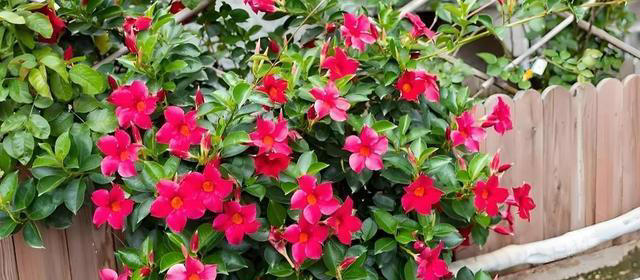 皮实好养的6种漂亮花，号称“开花小能手”，谁见了都夸美